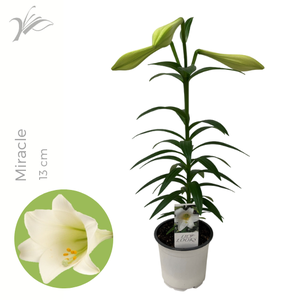 Lilium longiflorum 'Miracle' 13 cm - 1pp