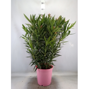 Nerium oleander   ...