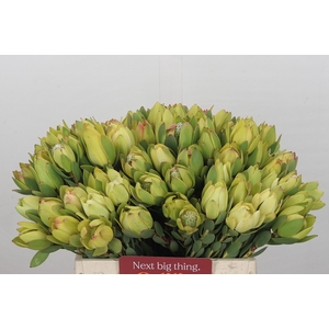 Leucadendron Disc. Yellow