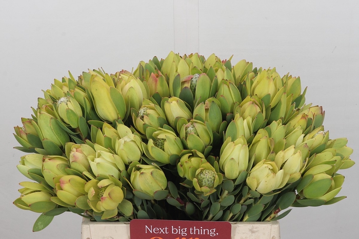 Leucadendron Disc. Geel