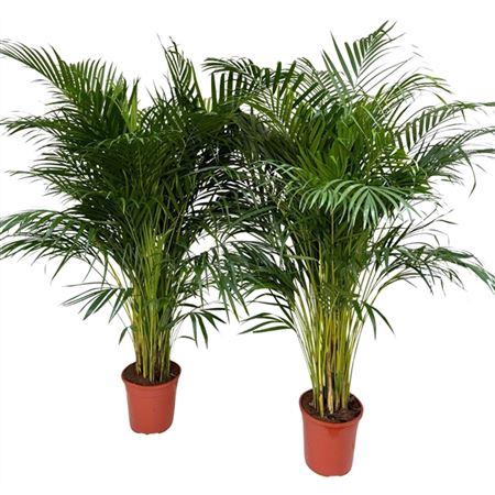 <h4>Chrysalidocarpus Areca</h4>