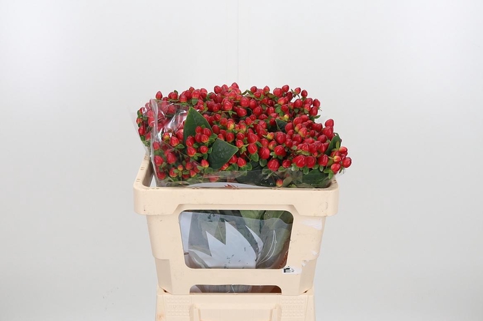 <h4>Hyp Mag Triumph</h4>