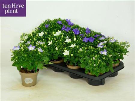 <h4>Camp Mix In Tray</h4>