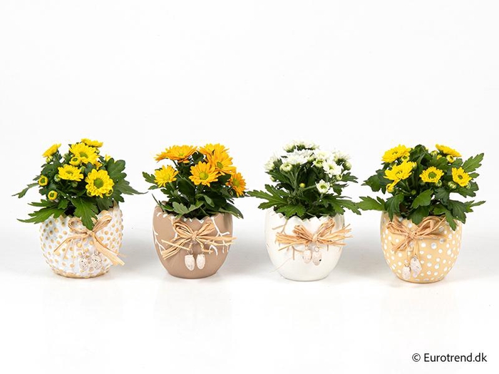 <h4>CHRYS.IND.HYBRID MINI</h4>