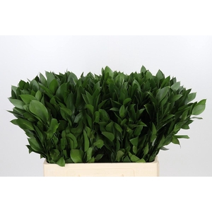 RUSCUS HYPOPHYLLUM