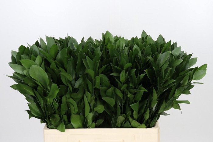 <h4>RUSCUS HYPOPHYLLUM</h4>