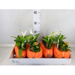 Arr.    Planten  L%