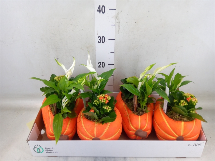<h4>Arr.    Planten  L%</h4>