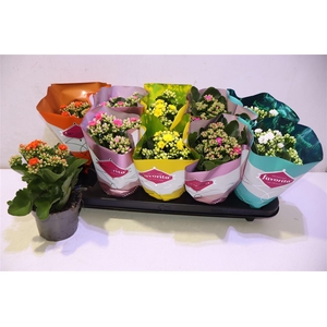 arr8 Kalanchoe Double Deluxe Mix
