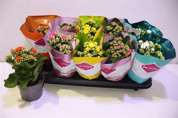 <h4>arr8 Kalanchoe Double Deluxe Mix</h4>