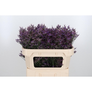 Lim Safora Dark Blue