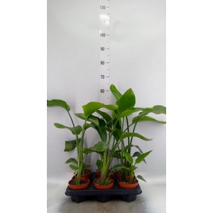 Strelitzia nicolai