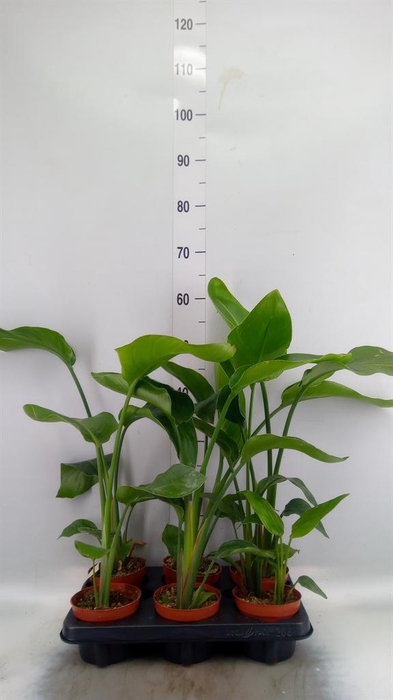 <h4>Strelitzia nicolai</h4>