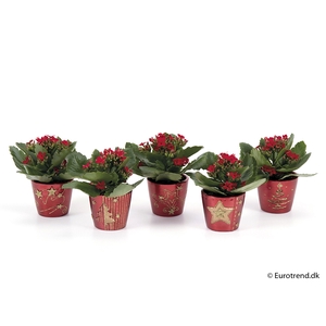 KALANCHOE BLOSSF KERST P6 E 2258