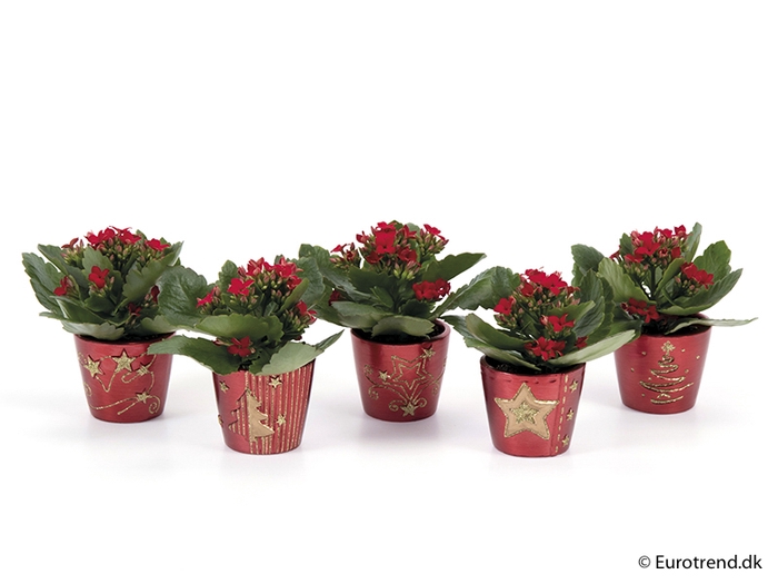 <h4>KALANCHOE BLOSSF KERST P6 E 2258</h4>