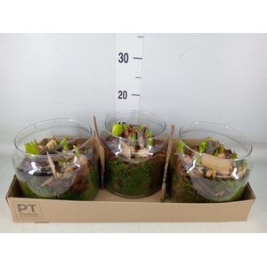 Arr.   Tuinplanten L%