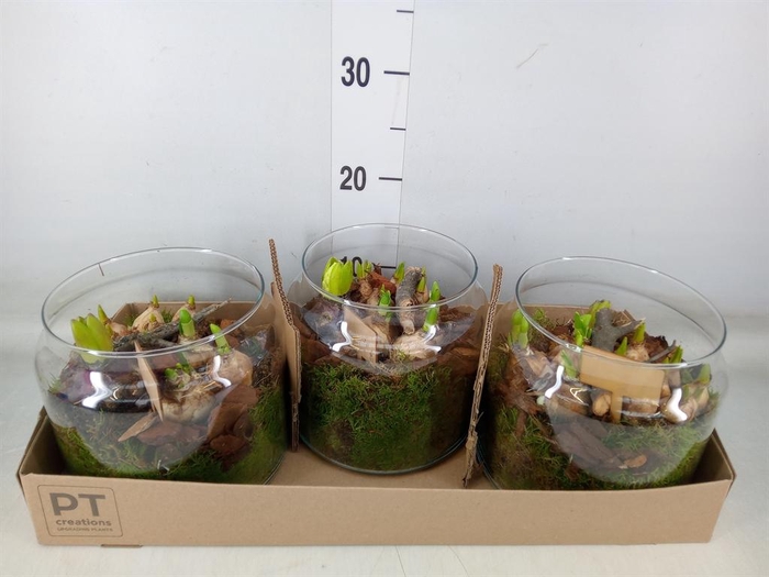 <h4>Arr.   Tuinplanten L%</h4>