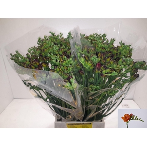 Freesia du Mandarine