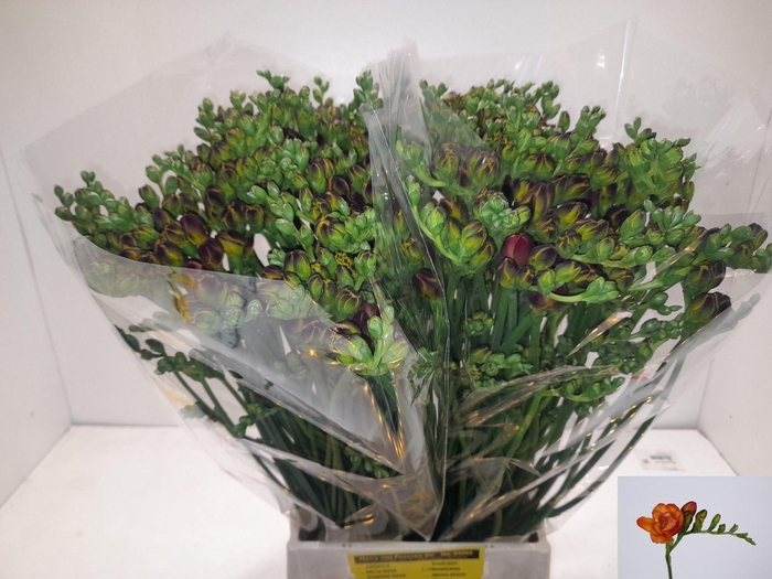 <h4>Freesia du Mandarine</h4>