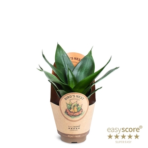 SANSEVIERIA TRIFASCIATA