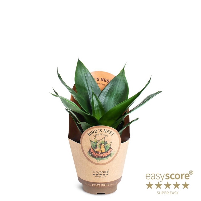 <h4>SANSEVIERIA TRIFASCIATA</h4>