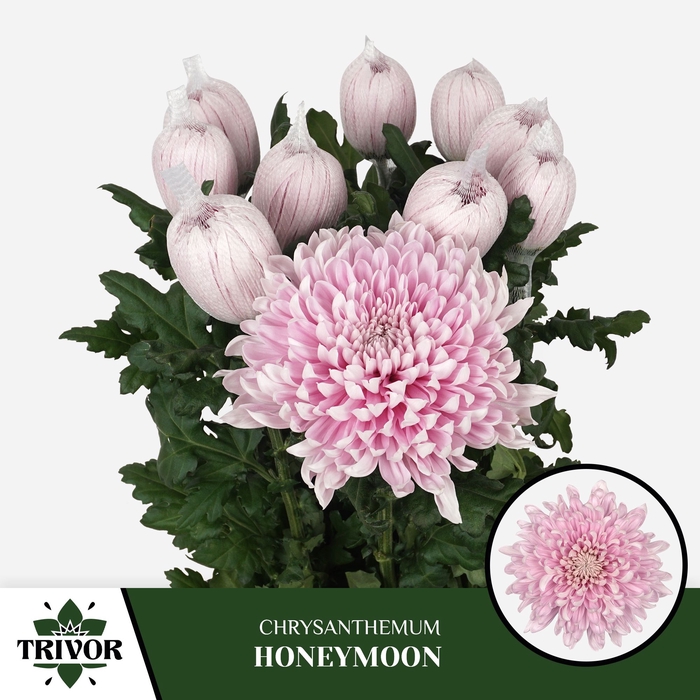 <h4>Chr G Honeymoon</h4>