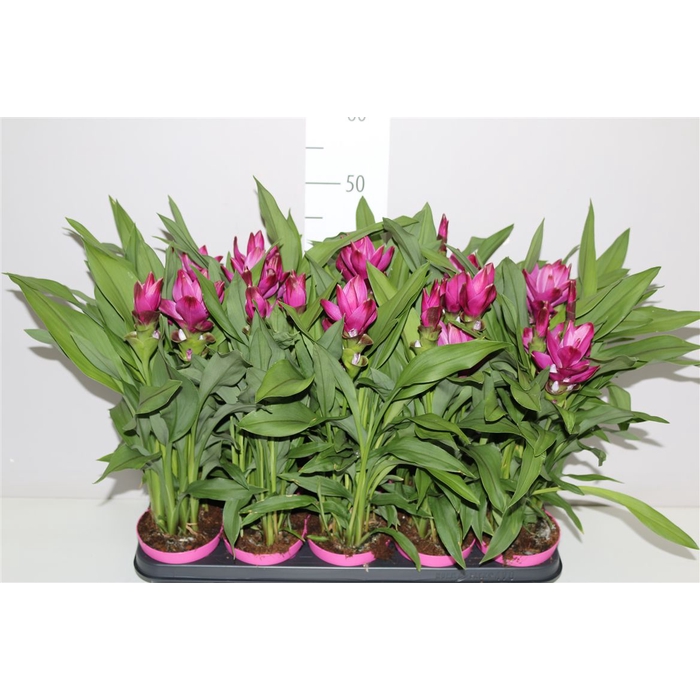 <h4>Curcuma Siam Sublim</h4>