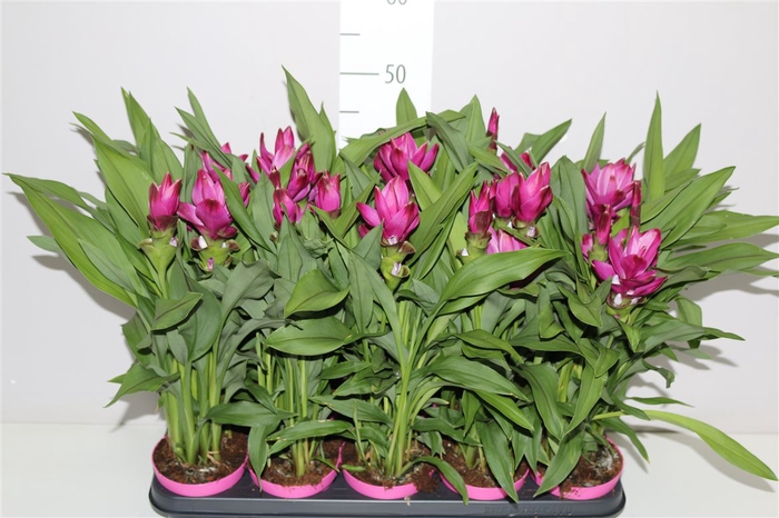 Curcuma Siam Sublim