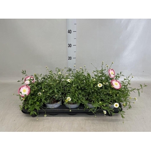 Erigeron karvinskianus