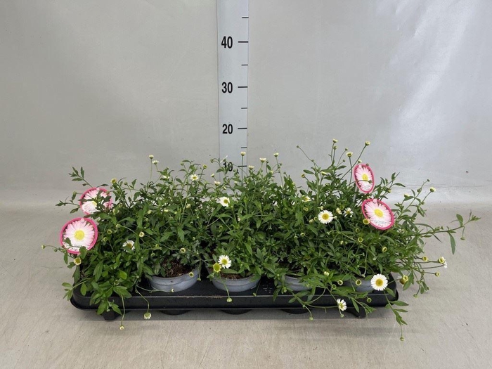 <h4>Erigeron karvinskianus</h4>