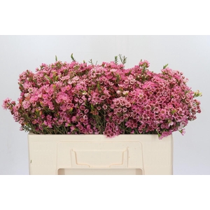 Chamelaucium Sarah's Delight