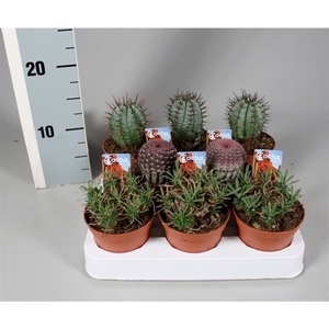 Cactus 8,5 cm aparte mix op rij met foto-etiket