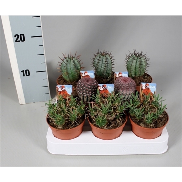 <h4>Cactus 8,5 cm aparte mix op rij met foto-etiket</h4>
