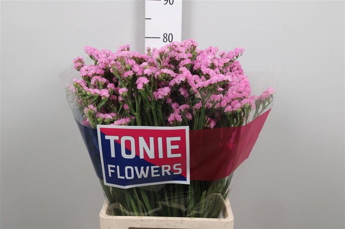 <h4>Lim S Rosel Sun Birds</h4>