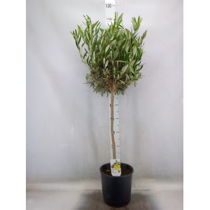 Olea europaea