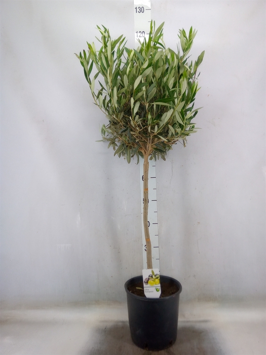 <h4>Olea europaea</h4>