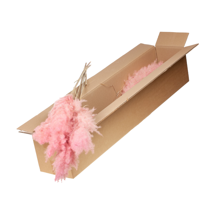 <h4>Cortaderia Plum Extra 115cm 5pc Sb Pink Misty</h4>