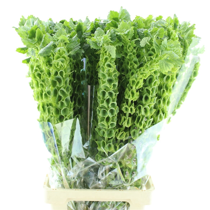 <h4>Moluccella Stuk</h4>