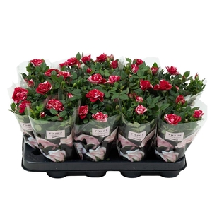 Nolina Special Roses Ø 7 cm Gigi