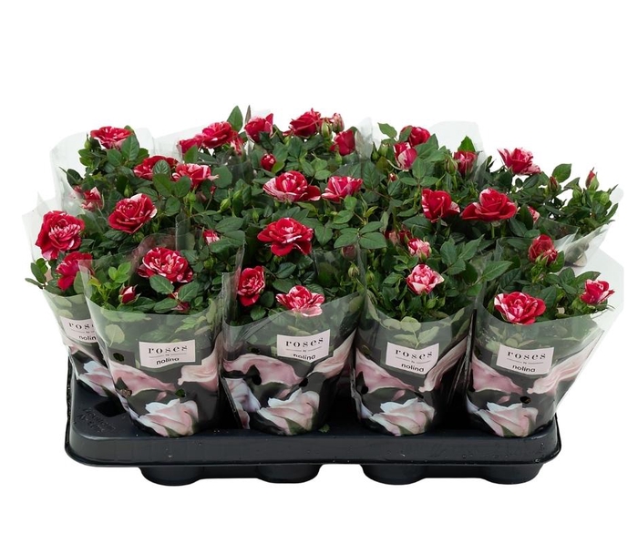 <h4>Nolina Special Roses Ø 7 cm Gigi</h4>