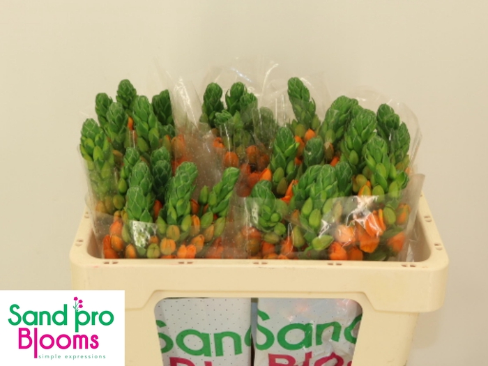 <h4>ORNIT DB SUNRAY</h4>