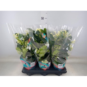 Stephanotis floribunda   ...