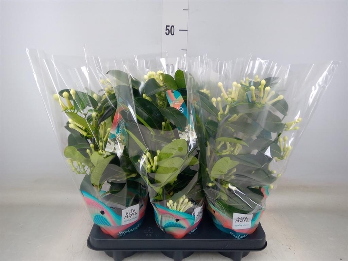 <h4>Stephanotis floribunda   ...</h4>