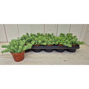 SEDUM BURRITO