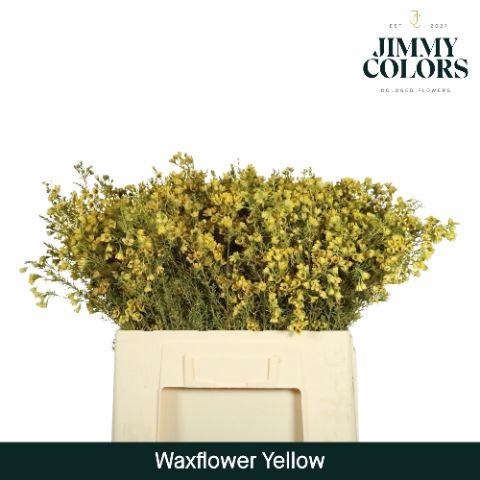 <h4>Waxflower L60 Yellow</h4>