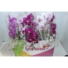 PHALAENOPSIS CASCATA P15 MIN 8 FLS
