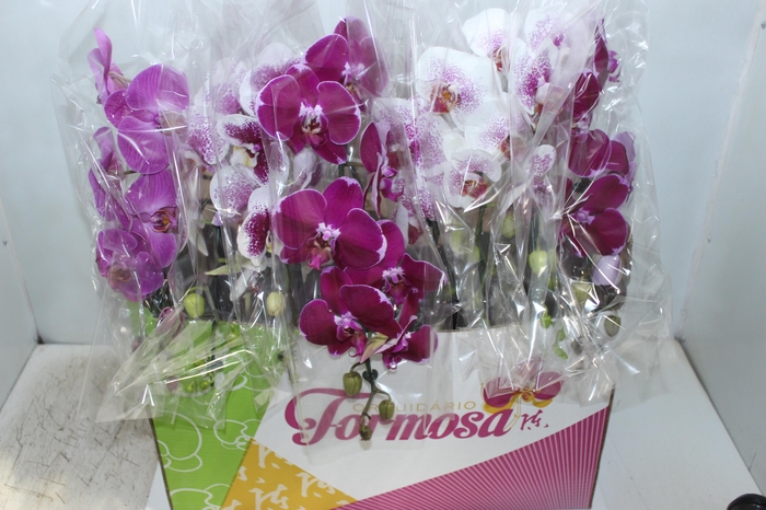 PHALAENOPSIS CASCATA P15 MIN 8 FLS