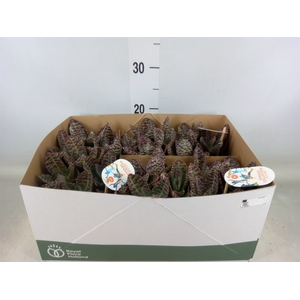 Kalanchoe humilis 'Surpris Desert'