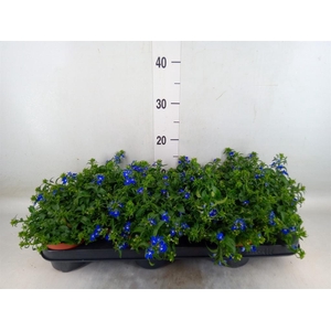 Lobelia erin. 'Richardii'