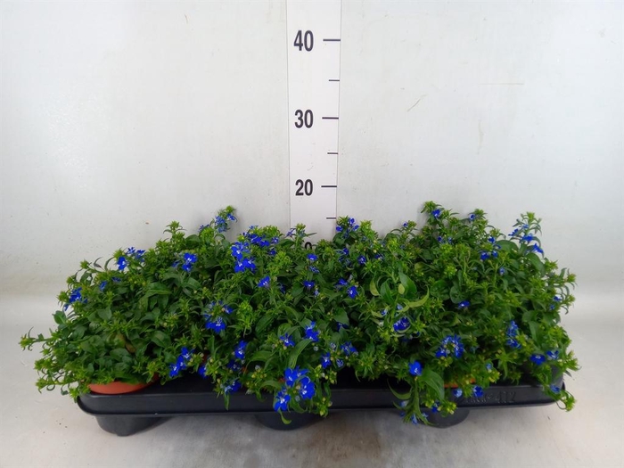 <h4>Lobelia erin. 'Richardii'</h4>